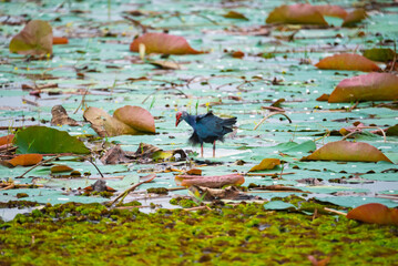 A Grey-headed Lapwing in its natural habitat at Bung Boraphet Waterfowl Park, Nakhon Sawan Province, Thailand
