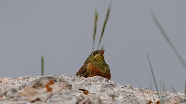 Perched on a rock, a brightly colored, singing male Ortolan Bunting (Emberiza hortulana), observing and singing.