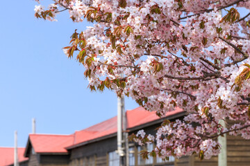 北海道共和町、旧幌似小学校で美しく咲き誇る桜【5月】