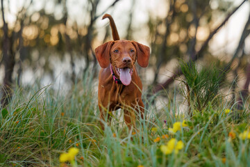 Action shots of a Vizsla pointer dog in sand dune grasses and flowers at sunset