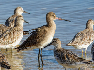Black-tailed Godwit (Limosa limosa) in Australia