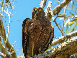 Brown Goshawk (Tachyspiza fasciata) in Australia
