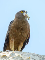 Brown Goshawk (Tachyspiza fasciata) in Australia