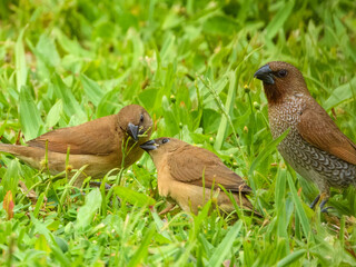 Nutmeg Munia/Scaly-breasted Mannikin (Lonchura punctulata) in Australia