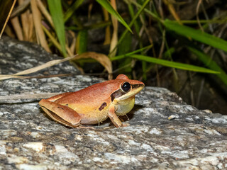 Litoria nigrofrenata : Tawny Rocketfrog in Australia