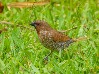 Nutmeg Munia/Scaly-breasted Mannikin (Lonchura punctulata) in Australia