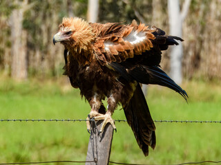 Wedge-tailed Eagle (Aquila audax) in Australia