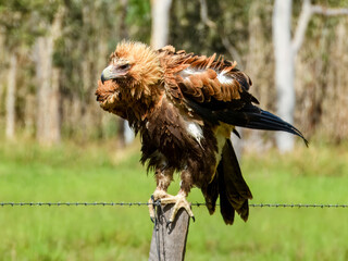 Wedge-tailed Eagle (Aquila audax) in Australia