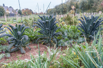 Palmkohl (Brassica oleracea var. palmifolia)