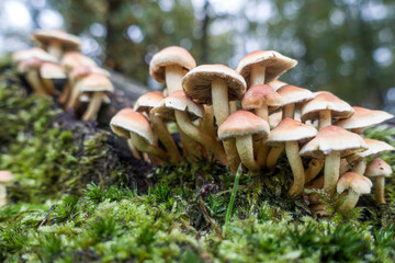 Gr&uuml;nbl&auml;ttriger Schwefelkopf