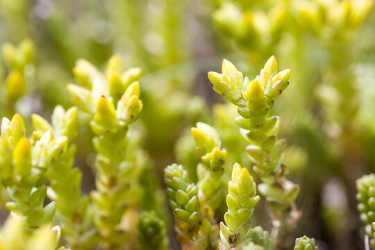 Scharfer Mauerpfeffer (Sedum acre)
