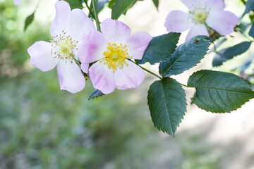 Hundsrose (Rosa canina)