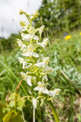 Grünliche Waldhyazinthe (Platanthera chlorantha)