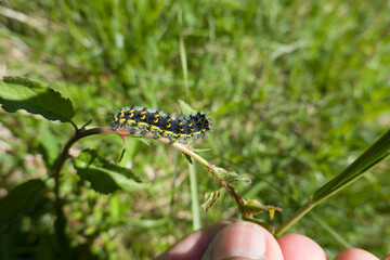 Raupe des Kleinen Nachtpfauenauges (Saturnia pavonia)