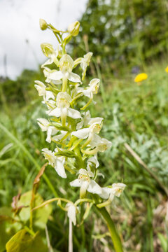 Gr&uuml;nliche Waldhyazinthe (Platanthera chlorantha)