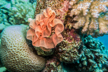 Spanische T&auml;nzerin (Hexabranchus sanguineus)