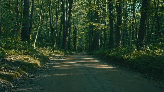 Dirt road in the woods