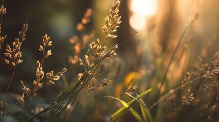 A field of tall grass with the sun shining on it. The grass is dry and brown, and the sun is casting a warm glow on the scene
