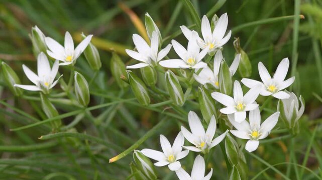 A cluster of white, star-shaped Ornithogalum flowers sways gently in natural light among lush green grass. An ideal close-up for spring, wildflower, and purity concepts.