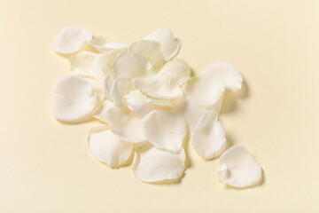 Beautiful white rose petals on yellow background, closeup