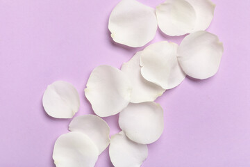 Beautiful white rose petals on lilac background