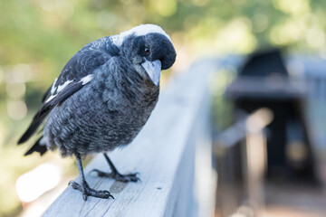 A baby magpie sitting on a blue fence