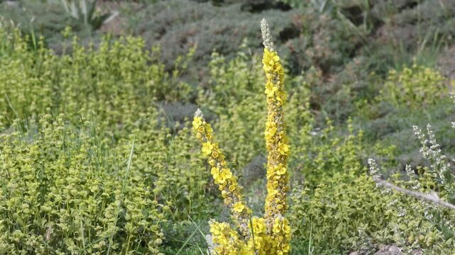 A countryside scene featuring tall, yellow mullein (Verbascum) flowers and white-flowered mint plants. A natural and green background.