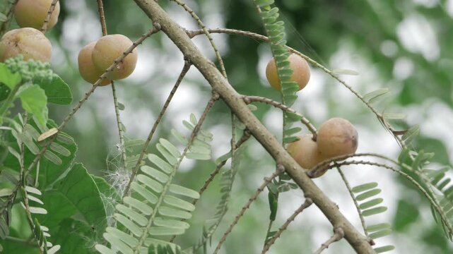 Vibrant Harvest  A Closeup Look at the Amla Trees Fruitfilled Branches