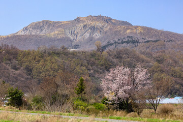 北海道壮瞥町、伊達市側から眺めた有珠山と桜【5月】
