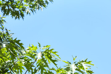 Oak tree branches with green leaves on sky background