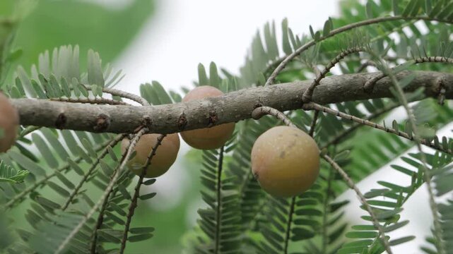 Vibrant Amla Fruit Tree  A Delightful Journey through the Fruits Life Cycle
