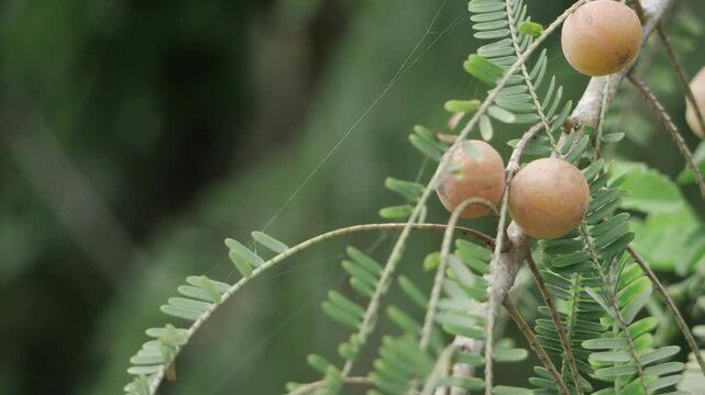 Unique Amla Berries  Natural Vitality