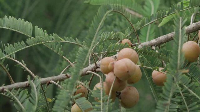 Fresh Amla Harvest  Healthy and Nutritious Fruit