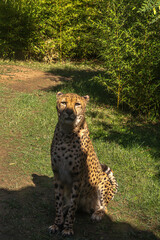 Olhar sereno e calmo de uma chita