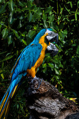Araras azuis e amarelas na selva