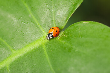Green leaf with cute small ladybug on blurred background outdoors, closeup
