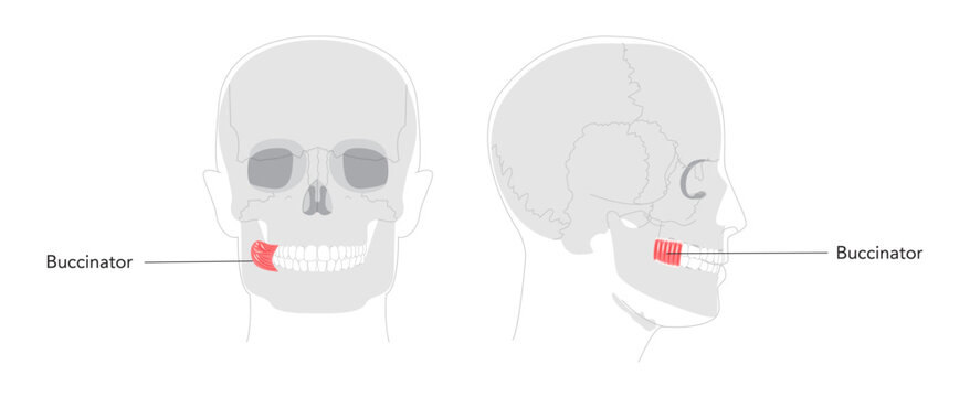 Buccinator - Human cheek muscle labeled in anatomy chart, aids in mastication by compressing the cheeks, important for blowing and chewing, used in health education.