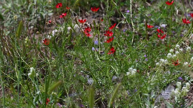 Bright red (Adonis) and small white flowers swaying gently in the wind on a spring meadow. Theme of nature and renewal.