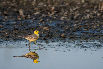 Grey Wagtail Foraging Beside Flowing Water