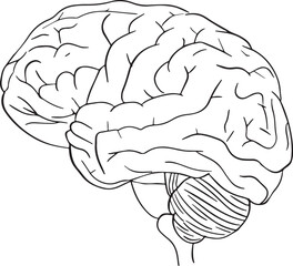 Human Brain Line Art Illustration – Anatomy and Mind Concept Drawing