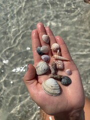 Handful of shells at the beach