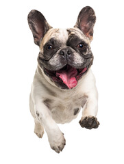 Fototapeta premium Playful funny French bulldog pet dog jumping isolated PNG cutout, transparent background. Active happy healthy doggy playing, good boy