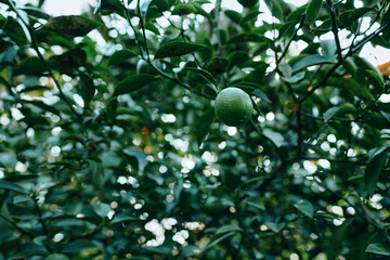 Green citrus fruit on a leafy tree branch, close up with dense foliage, natural light, fresh growth, serene nature scene, vibrant plant textures, organic garden aesthetics, calm outdoor mood