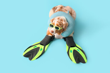 Cute Australian Shepherd dog in sunglasses with travel pillow and flippers lying on blue background. Tourism concept © Pixel-Shot