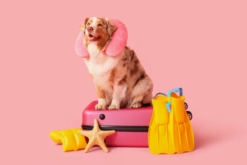 Cute Australian Shepherd dog with travel pillow, suitcase and flippers on pink background. Tourism concept © Pixel-Shot