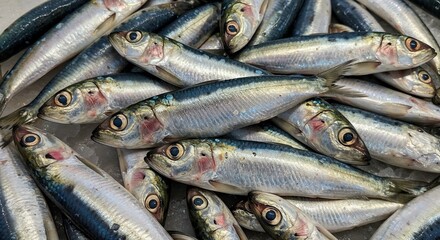 Obraz premium Fresh raw sardines or small mackerel are tightly piled on a bed of ice, displaying their shiny silver scales and blue-green backs in a close-up, high-angle view.