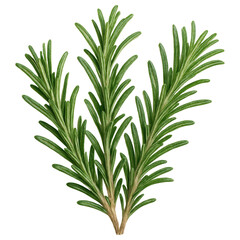 Fototapeta premium Fresh green rosemary sprigs with needle like leaves, aromatic herb used in cooking and natural remedies