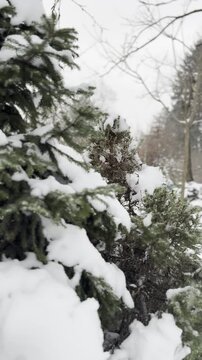 Winter trees