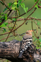 Common Hoopoe Resting Among Wild Flowers © Rima