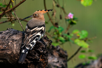Common Hoopoe Resting Among Wild Flowers © Rima